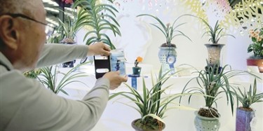 展覽制作工廠聚焦:翁源2萬盆蘭花月底廣州開“個展”